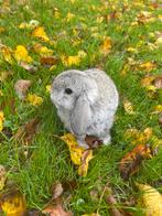Knap minilop rammetje, Dieren en Toebehoren, Konijnen, Mannelijk, Dwerg