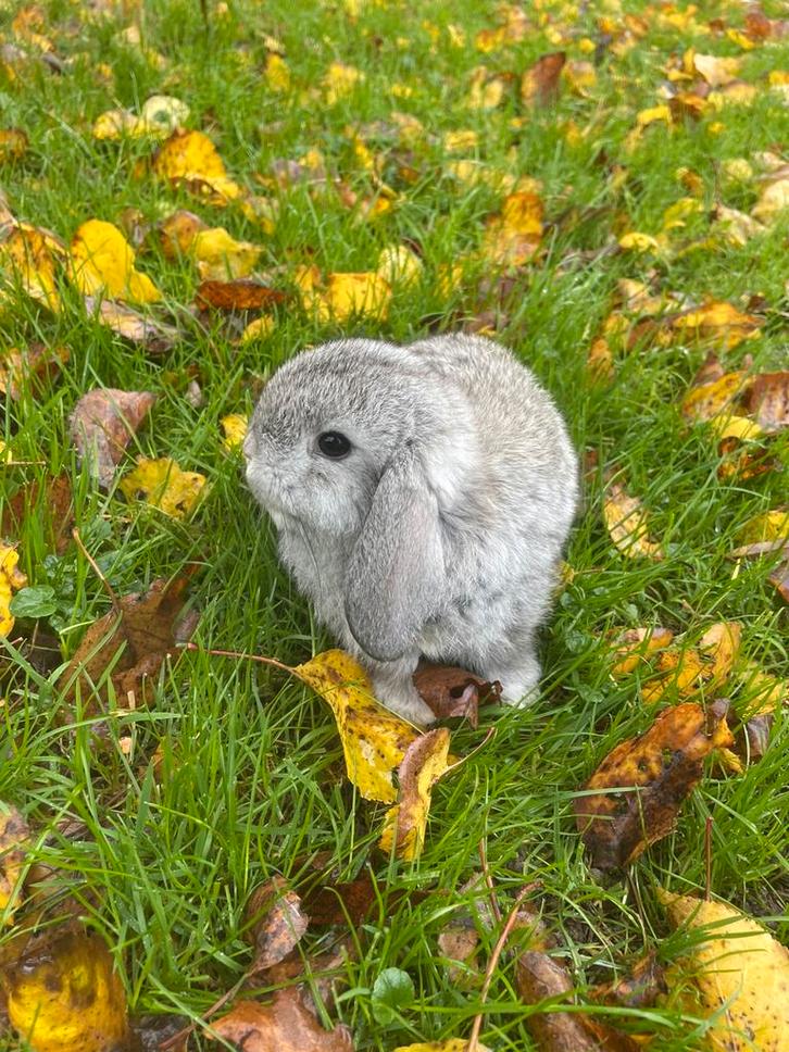 Knap minilop rammetje, Dieren en Toebehoren, Konijnen, Dwerg, Mannelijk