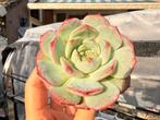 Echeveria Diamond Rose/pot 7cm/vetplant/succulent, Ophalen of Verzenden, Halfschaduw, Minder dan 100 cm