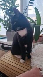 Kat zoekt een nieuw huisje, Dieren en Toebehoren, Katten en Kittens | Overige Katten, Kater, 0 tot 2 jaar