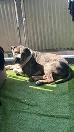 Hond, Dieren en Toebehoren, Honden | Chihuahua's en Gezelschapshonden, België, Particulier, Eén hond, 3 tot 5 jaar
