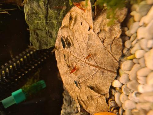 Garnaaltjes 100 a 110 stuks te koop, Dieren en Toebehoren, Vissen | Aquariumvissen, Kreeft, Krab of Garnaal