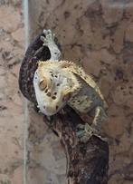 Wimpergekko, Dieren en Toebehoren, Reptielen en Amfibieën, Hagedis, 0 tot 2 jaar