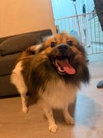 Lieve Keeshond reutje – 1 jaar, Dieren en Toebehoren, Honden | Poolhonden, Keeshonden en Oertypen, België, Particulier, Reu, 1 tot 2 jaar