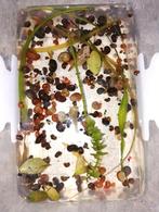 Gratis slakjes, Dieren en Toebehoren, Vissen | Aquariumvissen, Vis