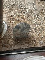 Chinese dwergkwartel hen, Dieren en Toebehoren, Vogels | Overige Vogels, Vrouwelijk, Tropenvogel