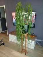 Olifantenpoot plant in pot, Huis en Inrichting, Ophalen, Overige soorten, Halfschaduw, In pot