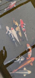 Compleet japanse koi bestand, 12 stuks, Dieren en Toebehoren, Karper of Koi