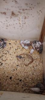 Muizen, Dieren en Toebehoren, September, Meerdere dieren, Muis