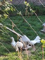 Witte pauwstaart duiven, Dieren en Toebehoren, Vogels | Duiven, Meerdere dieren, Overige soorten