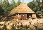 Elspeet  -  schaapskudde bij de schaapskooi , 1975    =0004=, Ophalen of Verzenden, 1960 tot 1980, Gelopen, Gelderland
