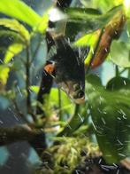 Groene sumatraan, Vis, Zoetwatervis