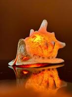 Casis Cornuta helmschelp lamp, Ophalen of Verzenden