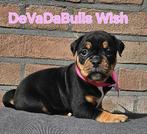 Zeer lieve old english bulldog dame, Dieren en Toebehoren, Honden | Bulldogs, Pinschers en Molossers, Teef, Bulldog, Eén hond
