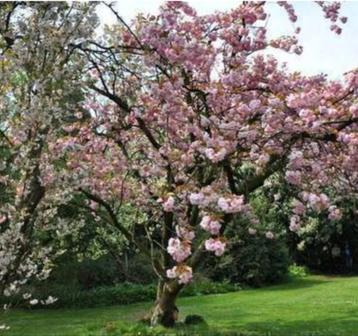 Tuinonderhoud  beschikbaar voor biedingen