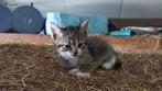 Boerderij kittens, Dieren en Toebehoren