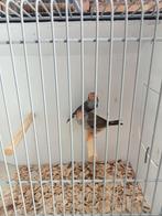 Timor zebravinken, Meerdere dieren, Tropenvogel