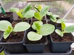 Courgetteplantjes groen en geel en pompoenplantjesmoestuin, Tuin en Terras, Zomer, Ophalen, Groenteplanten, Eenjarig
