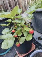 Aardbeien plantjes 5€ per pot, Ophalen, Zomer, Volle zon