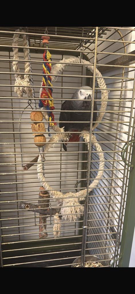 Grijze roodstaart papegaai, Dieren en Toebehoren, Vogels | Parkieten en Papegaaien, Papegaai, Mannelijk