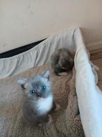 Britse korthaar smokey taby kittens, Dieren en Toebehoren, Katten en Kittens | Raskatten | Korthaar, Meerdere dieren, Ontwormd