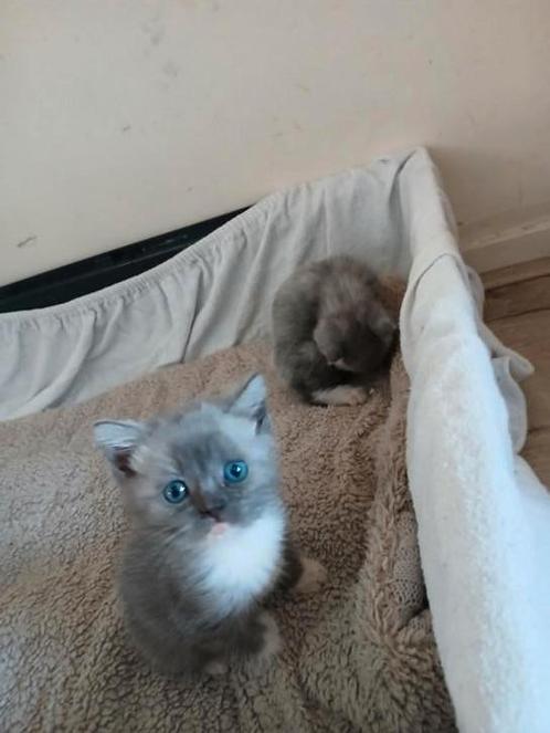 Britse korthaar smokey taby kittens, Dieren en Toebehoren, Katten en Kittens | Raskatten | Korthaar, Meerdere dieren, 0 tot 2 jaar