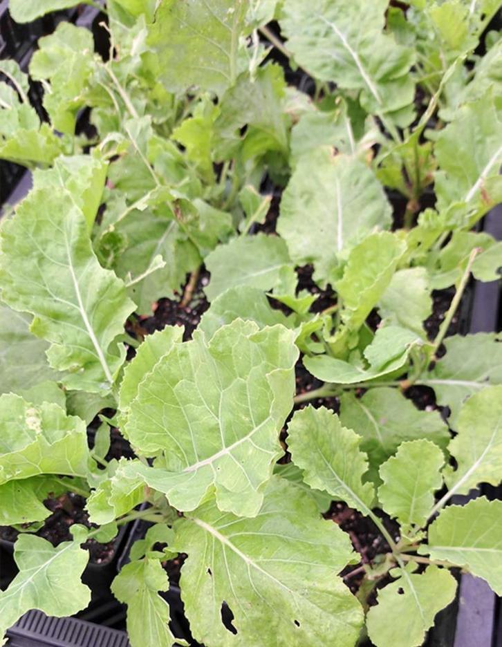Biologische planten eeuwig moes, oudewijvenkool, splijtkool, Tuin en Terras, Planten | Tuinplanten, Eenjarig, Groenteplanten, Volle zon