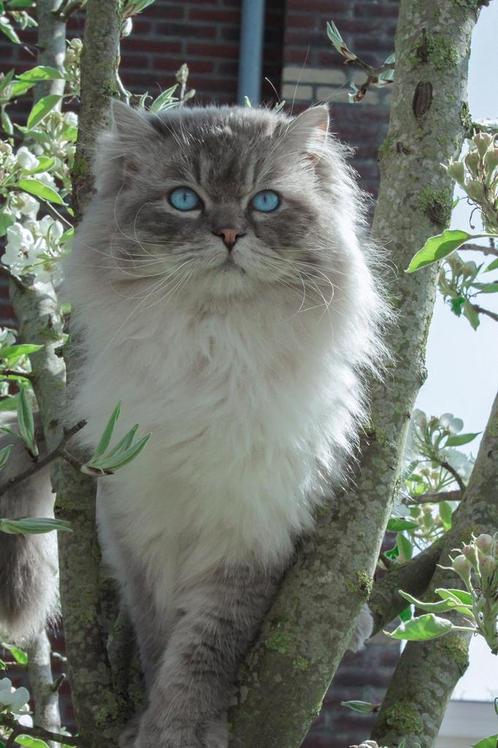 RAGDOLL Blue lynx point dekkater (niet te koop!!), Dieren en Toebehoren, Katten en Kittens | Dekkaters