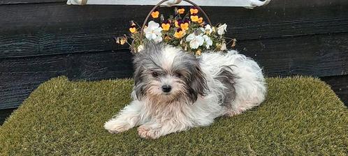 Te koop mooie kleinblijvende boomer pups, Dieren en Toebehoren, Honden | Chihuahua's en Gezelschapshonden, Meerdere dieren, Overige rassen