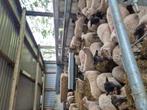 Rammen afgemeste, Dieren en Toebehoren, Schapen, Geiten en Varkens