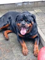 Dekreu, Dieren en Toebehoren, Rabiës (hondsdolheid), Reu, Eén hond, 3 tot 5 jaar