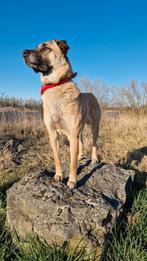 Verwacht nestje – Kangal/Herder kruising (UBN: 8553377), Dieren en Toebehoren, Honden | Niet-rashonden, 8 tot 15 weken, Groot