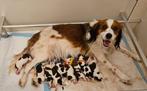 Raszuivere Kooiker puppy's geboren, 1x reu 8x teef, 8 tot 15 weken, Meerdere, Middel, Nederland