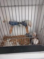 4 eeuwiing opl pop, Dieren en Toebehoren, Vogels | Kanaries, Vrouwelijk, Kleurkanarie