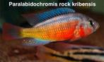 Paralabidochromis Rock kribensis ( Victoria cichlide ), Vis