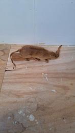 Opgezette Rat., Verzamelen, Dierenverzamelingen, Ophalen of Verzenden, Zo goed als nieuw