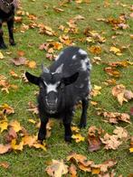 Mini dwerggeiten bokje zoekt een fantastische plek, Dieren en Toebehoren, Schapen, Geiten en Varkens, Mannelijk, Geit