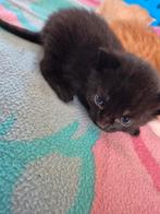 gereserveerd Kittens katers