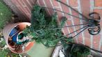 Plantenhangers, Ophalen, Gebruikt, Minder dan 60 cm, Rond