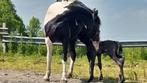 Prachtig mooie 6 jarige Barock pinto te koop., Dieren en Toebehoren, Merrie