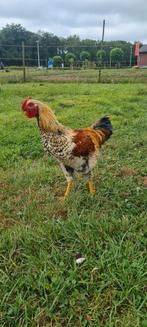 Wyandotte x isa brown haan, Dieren en Toebehoren, Pluimvee, Mannelijk, Kip