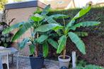 Bananenplant, Ophalen, Vaste plant, Overige soorten, Volle zon