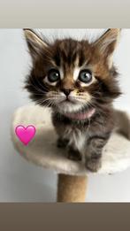 Maine coon kittens, Dieren en Toebehoren, Katten en Kittens | Raskatten | Langhaar, Meerdere dieren, Ontwormd, 0 tot 2 jaar