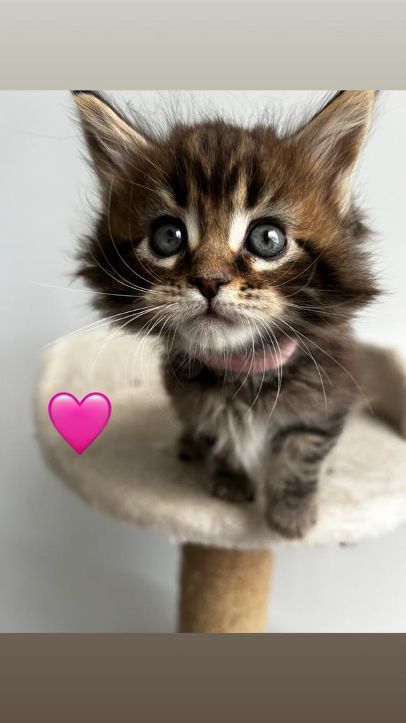Maine coon kittens, Dieren en Toebehoren, Katten en Kittens | Raskatten | Langhaar, Meerdere dieren, 0 tot 2 jaar, Ontwormd, Ingeënt