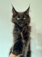 Maine Coons kitten met Stamboom, Dieren en Toebehoren, Meerdere dieren, Met stamboom