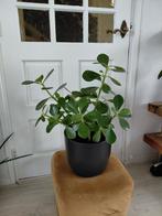 Clusia rosea varkensboom met grijze bloempot, Huis en Inrichting, Kamerplanten, Ophalen, Overige soorten, Halfschaduw, In pot