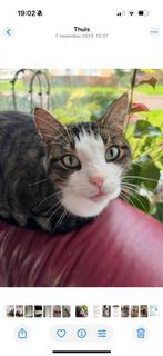 Kat vemist, Dieren en Toebehoren, Katten en Kittens | Raskatten | Korthaar, Kater