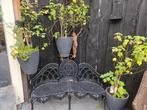 Bloeiende planten - Geel, Oranje, Roze, Overige soorten, Vaste plant, Ophalen of Verzenden, Halfschaduw