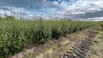 Phillyrea ‘Angustifolia’ groenblijvende heester, Ophalen of Verzenden, Struik