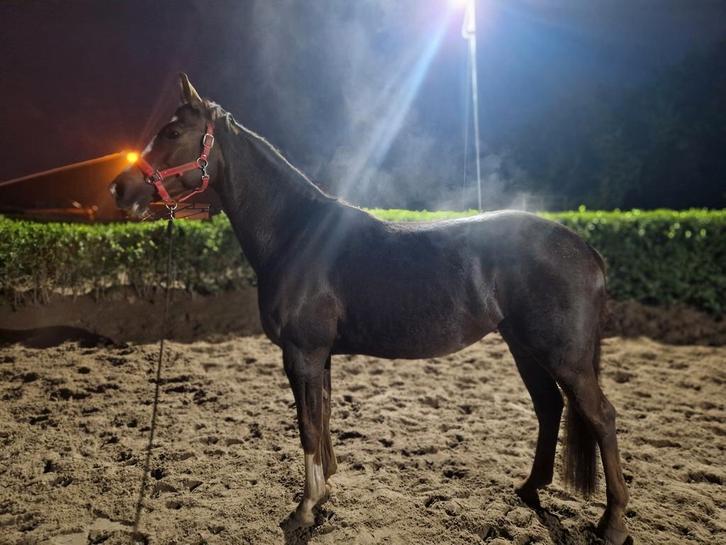 Met pijn in mijn hart biedt ik mijn lieve merrie te koop aan, Dieren en Toebehoren, Paarden, Merrie, L, 160 tot 165 cm, 7 tot 10 jaar